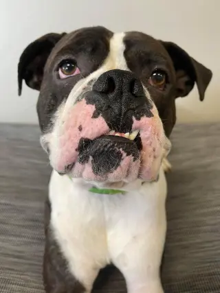 Drago - FOSTER OR ADOPT ME!!