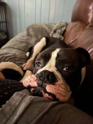 Drago - FOSTER OR ADOPT ME!!