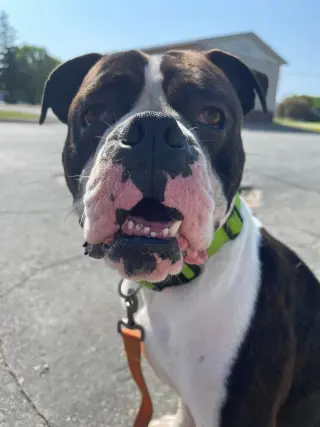 Drago - FOSTER OR ADOPT ME!!