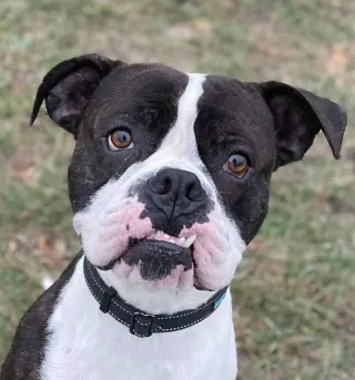 Drago - FOSTER OR ADOPT ME!!