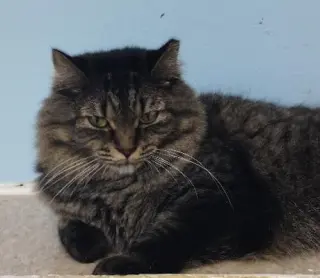 Bev - cat room