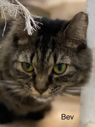 Bev - cat room