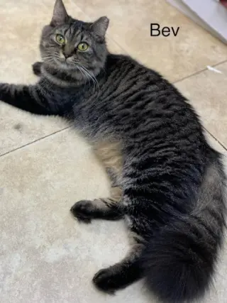 Bev - cat room
