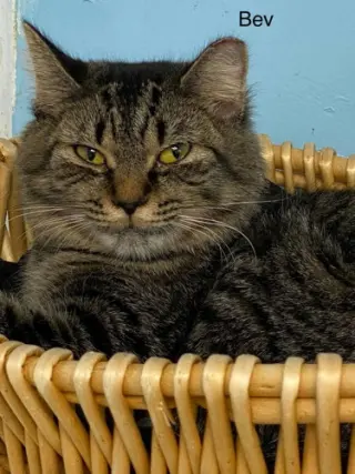 Bev - cat room