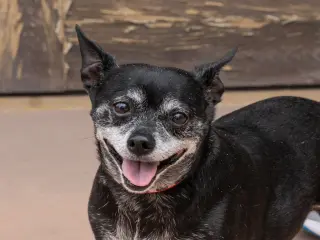 Max - Adopt Me!