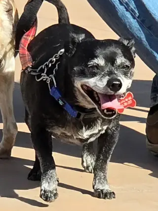 Max - Adopt Me!