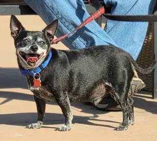 Max - Adopt Me!