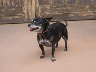 Max - Adopt Me!
