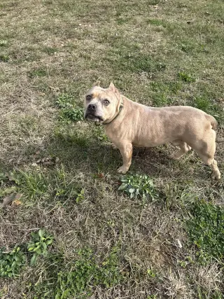 Camo