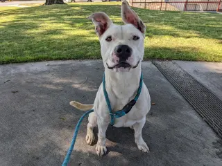 Daisy