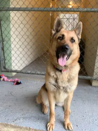 Sandy - COMING SOON!