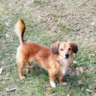 Chase