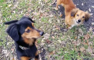 Chase