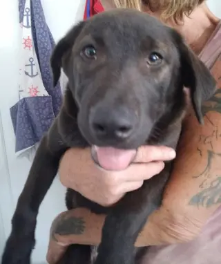 Iris