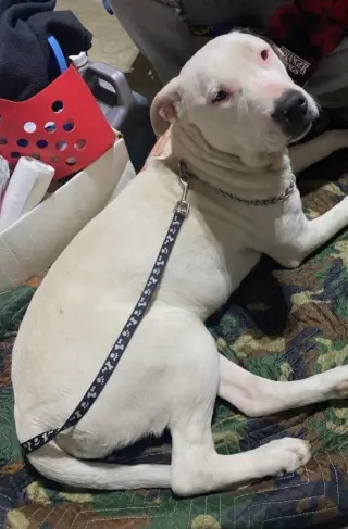 Angel