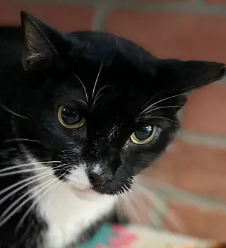 Mimi