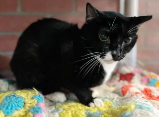 Mimi