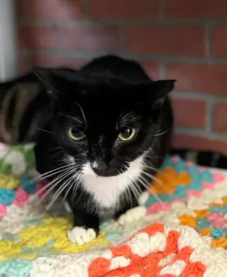 Mimi