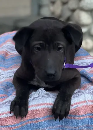 Aspen