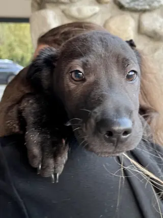 Aspen