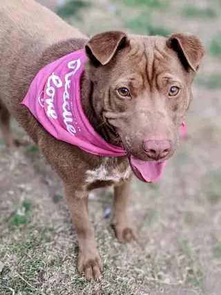 Archie