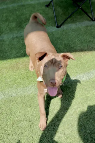 Archie