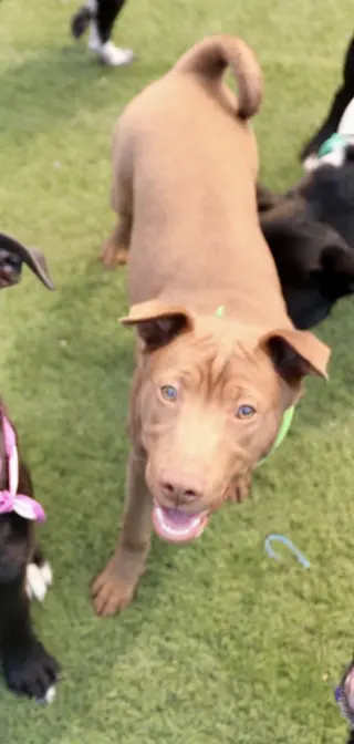 Archie