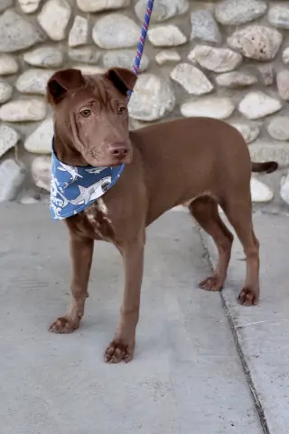 Archie