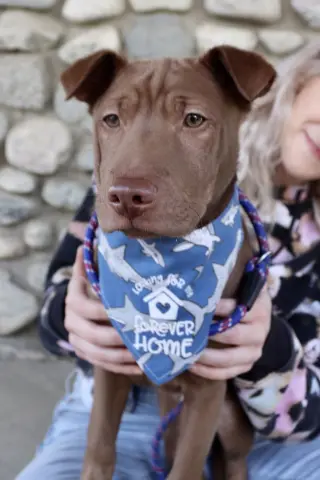 Archie