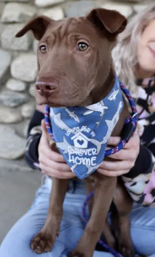 Archie