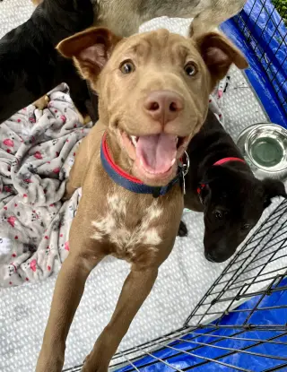 Archie