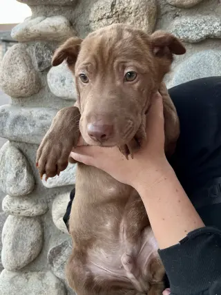 Archie