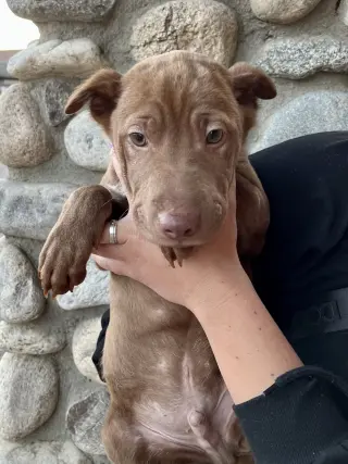 Archie