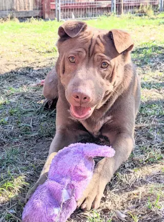 Archie