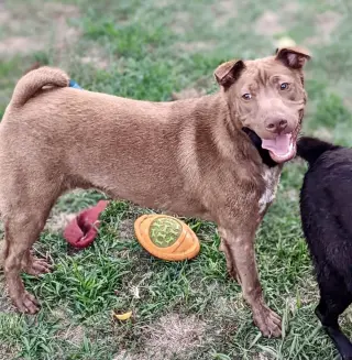 Archie