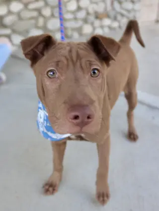 Archie