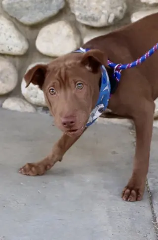 Archie