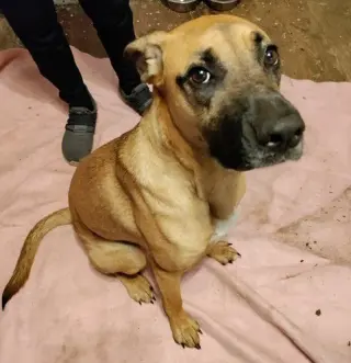 Bonnie (Courtesy Post)