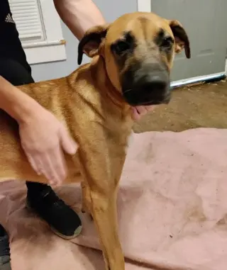 Bonnie (Courtesy Post)