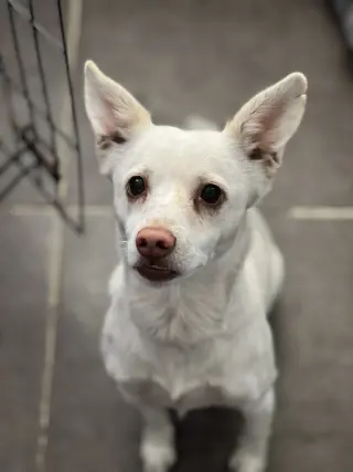 Owen