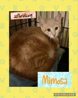 Mimosa