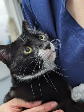 Fiona
