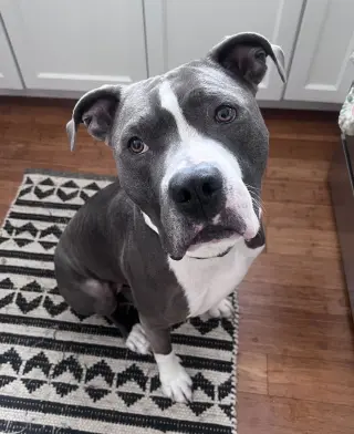 Renji