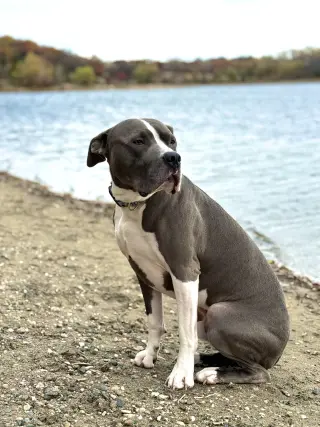 Renji