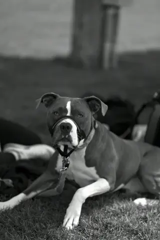 Renji