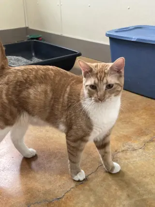 Gabriel
