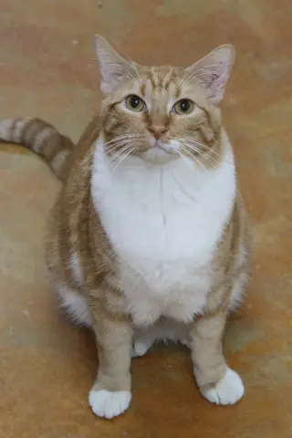 Gabriel