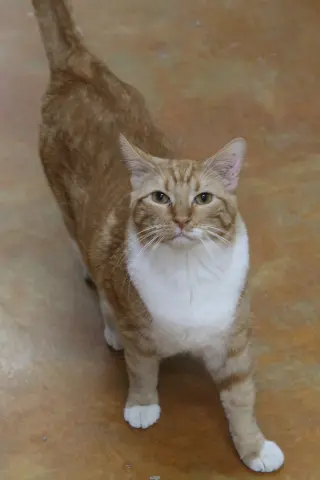 Gabriel