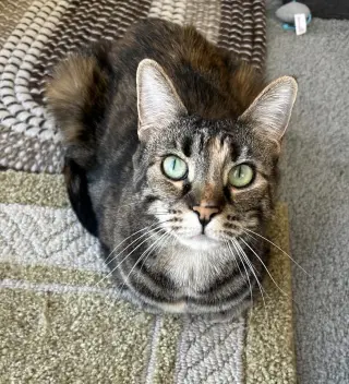 Duchess Country Club FIV+