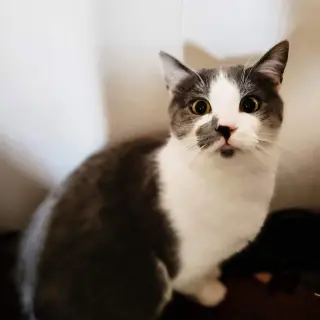 Benny